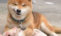 什么犬适合家养